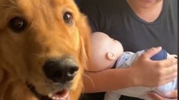 Reprodução// TikTok @shelby.goldenterriver