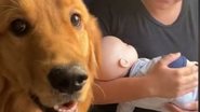 Reprodução// TikTok @shelby.goldenterriver