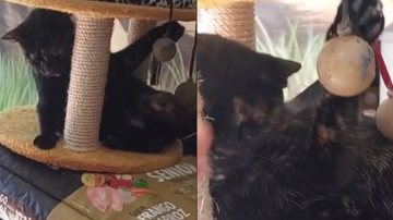 Reprodução// TikTok @waldemirbezutti