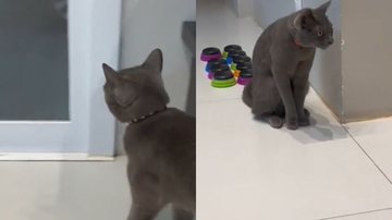 Reprodução// TikTok @trigatos