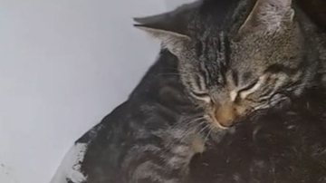 Reprodução// TikTok @lenniiyii