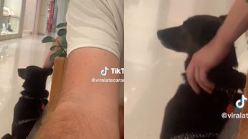 Reprodução// TikTok @viralatacaramelo