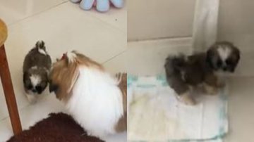 Reprodução// TikTok @marianinnytha