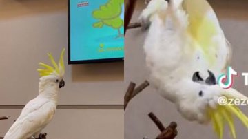 Reprodução// TikTok @zezecacatua