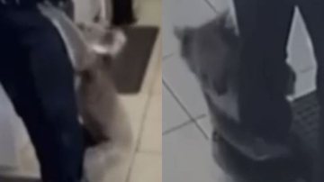 Reprodução//Vídeo