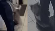 Reprodução//Vídeo