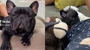 Reprodução// TikTok @ronaldo.bulldog