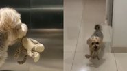Reprodução// TikTok @larissaavasquees