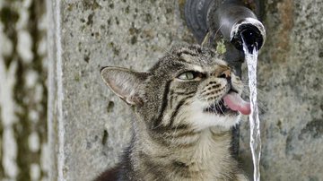 Imagem de Susanne Jutzeler, Schweiz// Pixabay