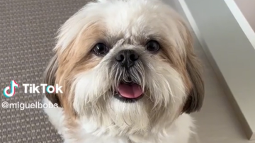 Reprodução// TikTok @miguelbobs
