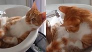 Reprodução// TikTok @kitsune._.sama