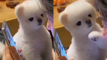 Reprodução/ Vídeo