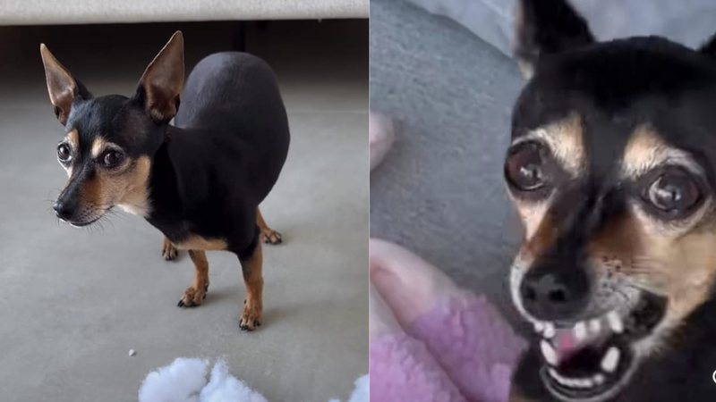 Cheio de ódio! Pinscher dá piti por causa de pelúcia e diverte web ...
