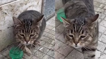 Bilíngue? Gato responde mulher em italiano e surpreende web; assista Bilíngue? Gato responde mulher em italiano e surpreende web; assista