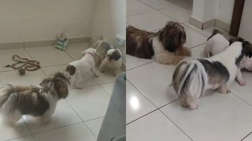 Reprodução / Tik Tok