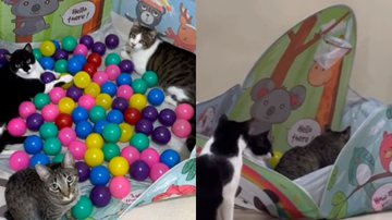 Reprodução / Tik Tok