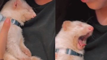 Reprodução / Tik Tok