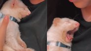 Reprodução / Tik Tok