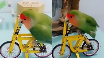 Reprodução / Tik Tok