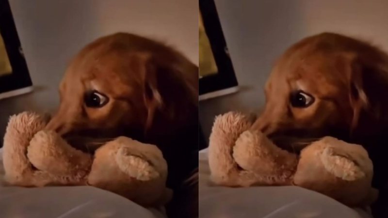 Cachorro medroso só consegue assistir filme de terror com auxílio de ...