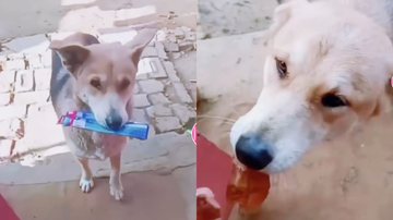 Reprodução / Tik Tok