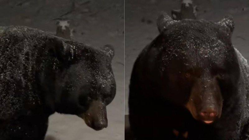 Reprodução / Tik Tok