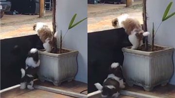 Reprodução/ Tik Tok