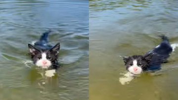 Reprodução / Tik Tok