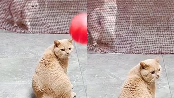 Reprodução / Tik Tok