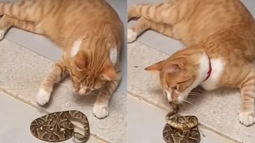 Reprodução / Tik Tok