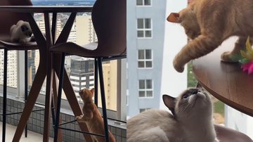 Reprodução/TikTok @anafavs