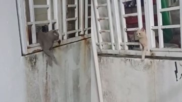Reprodução/TikTok @payied90