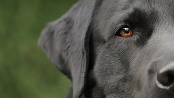 Nikki Luijpers por Pixabay