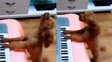 Reprodução/ Vídeo