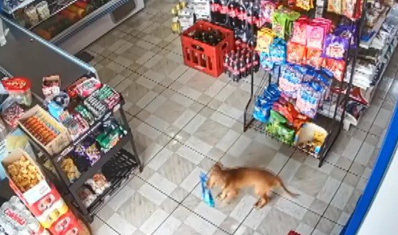 Reprodução// Vídeo