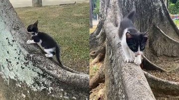 Reprodução/TikTok @esteerr666