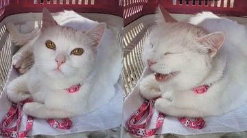 Reprodução/TikTok @jadinhaagata