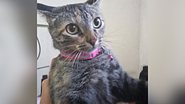 Reprodução/TikTok @amogatosdicasobrancelhas