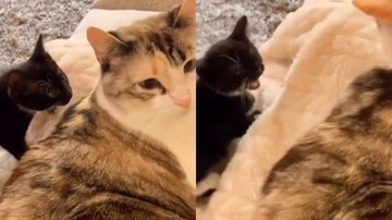 Reprodução/Instagram @pawsff