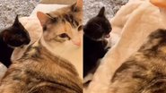 Reprodução/Instagram @pawsff
