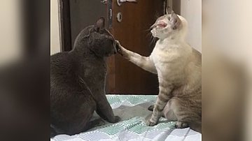 Reprodução/TikTok @cleitoncone