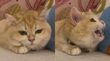 Imagem 'Tu-dum'! Gato hater da Netflix demonstra fúria em casa e chama atenção do streaming; assista