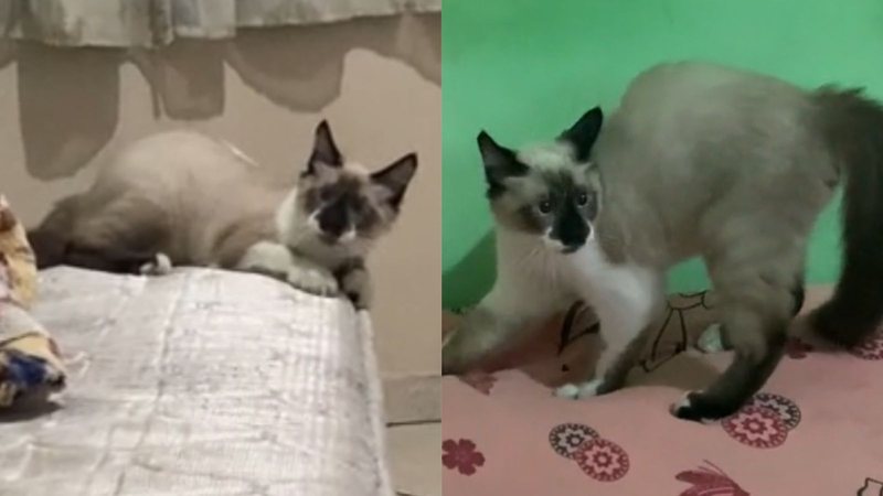 Reprodução/TikTok @euluuhwill