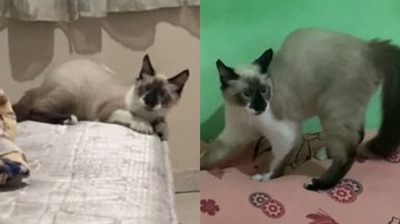 Reprodução/TikTok @euluuhwill