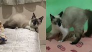 Reprodução/TikTok @euluuhwill
