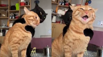 Reprodução/TikTok @gomegirlm6