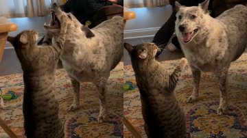 Reprodução/TikTok @maljam0187