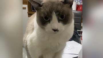 Reprodução/TikTok @mingaucalixto