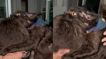 Reprodução/ Vídeo