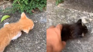 Reprodução/ Vídeo